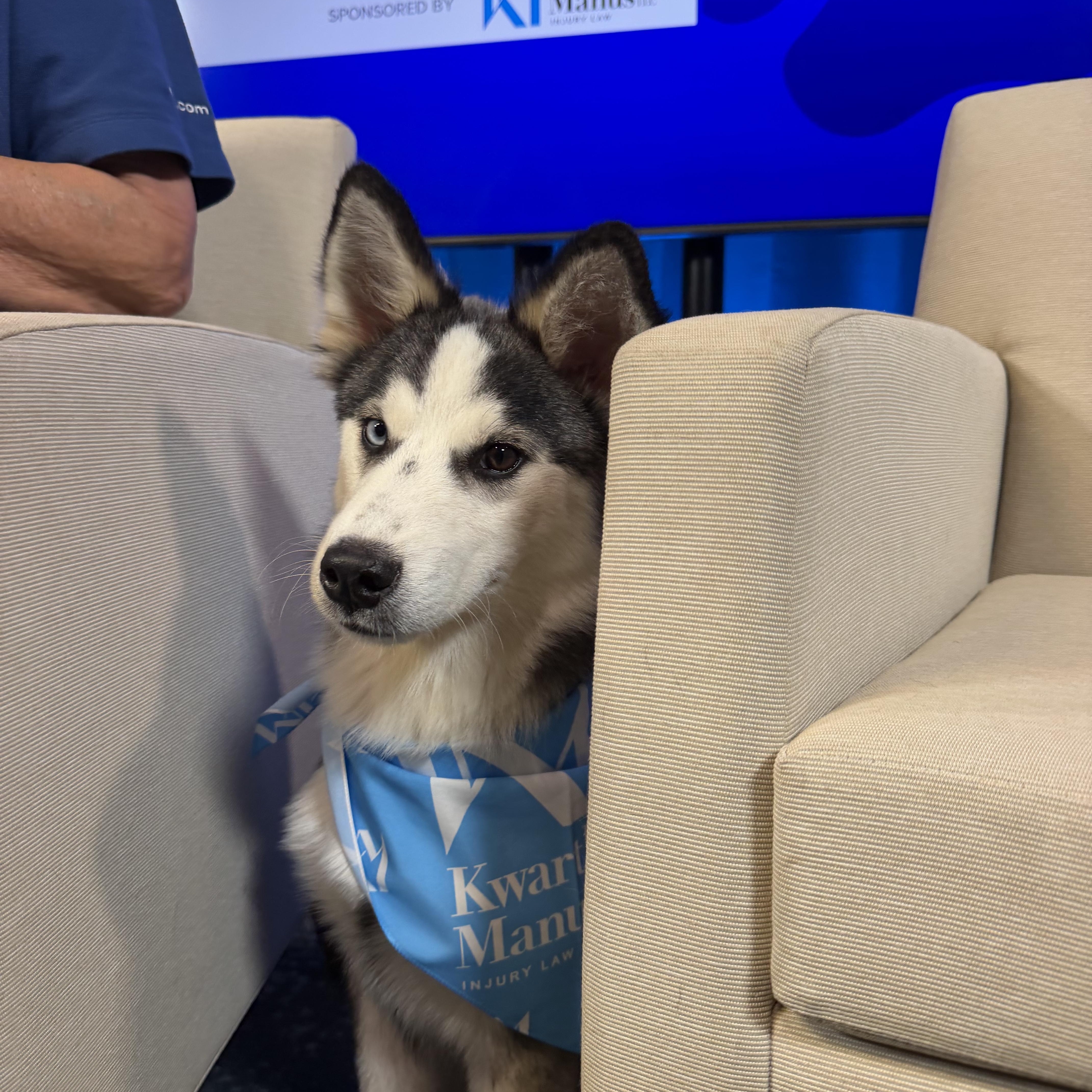 Enlarge Mr Salt, a Adoptable Siberian Husky in Spring City, PA image 2/4