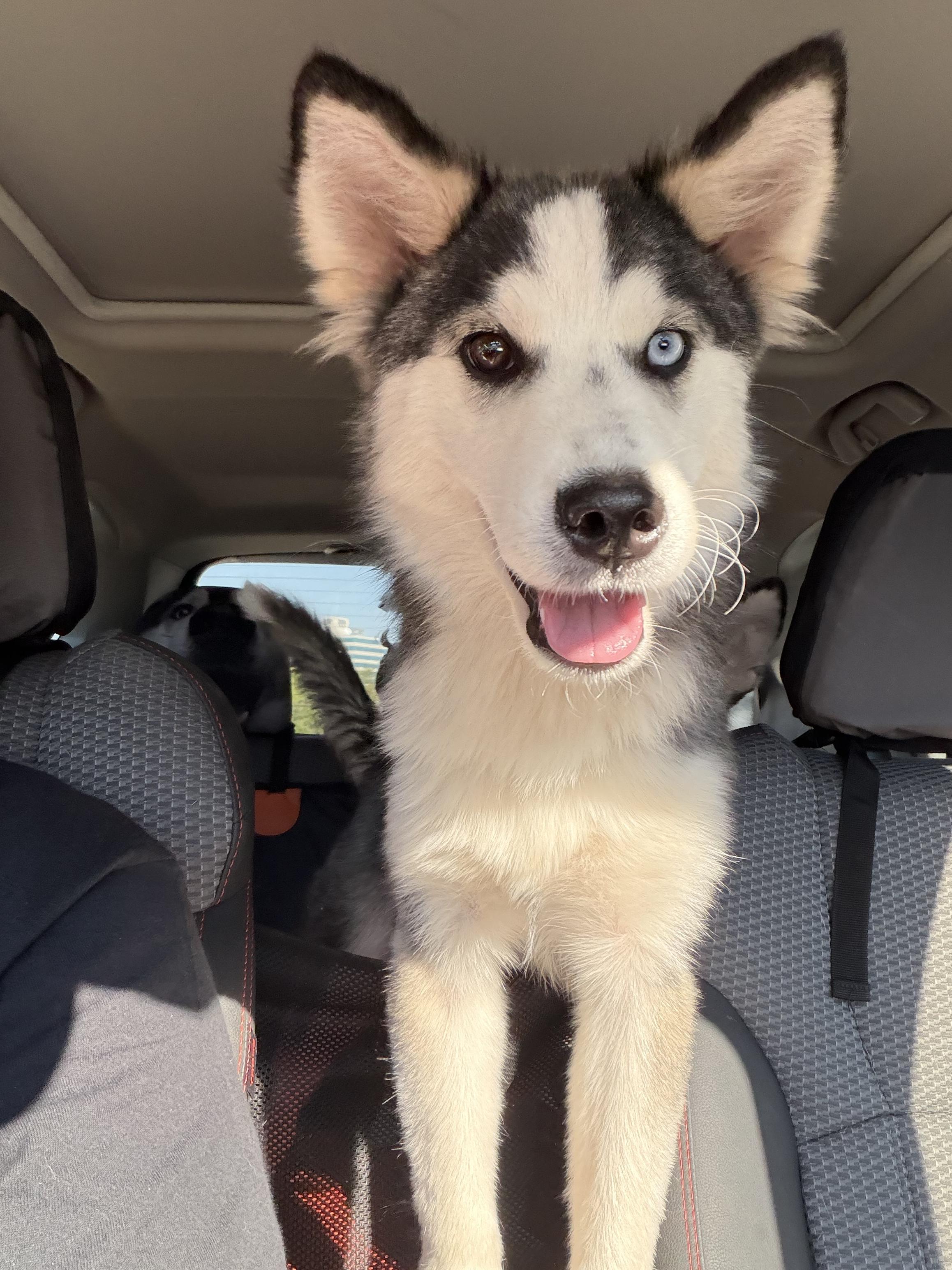 Enlarge Mr Salt, a Adoptable Siberian Husky in Spring City, PA image 4/4