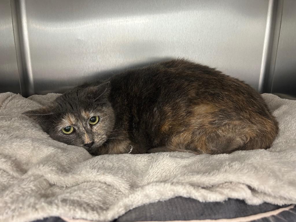 Katya, Adoptable, Adult Female Domestic Short Hair.