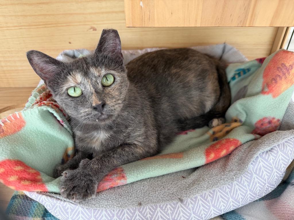 Katya, Adoptable, Adult Female Domestic Short Hair.