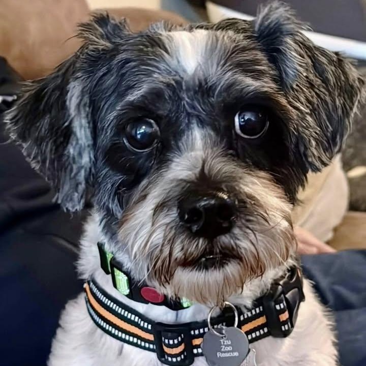 Christmas Turner, Adoptable, Adult Male Shih Tzu.