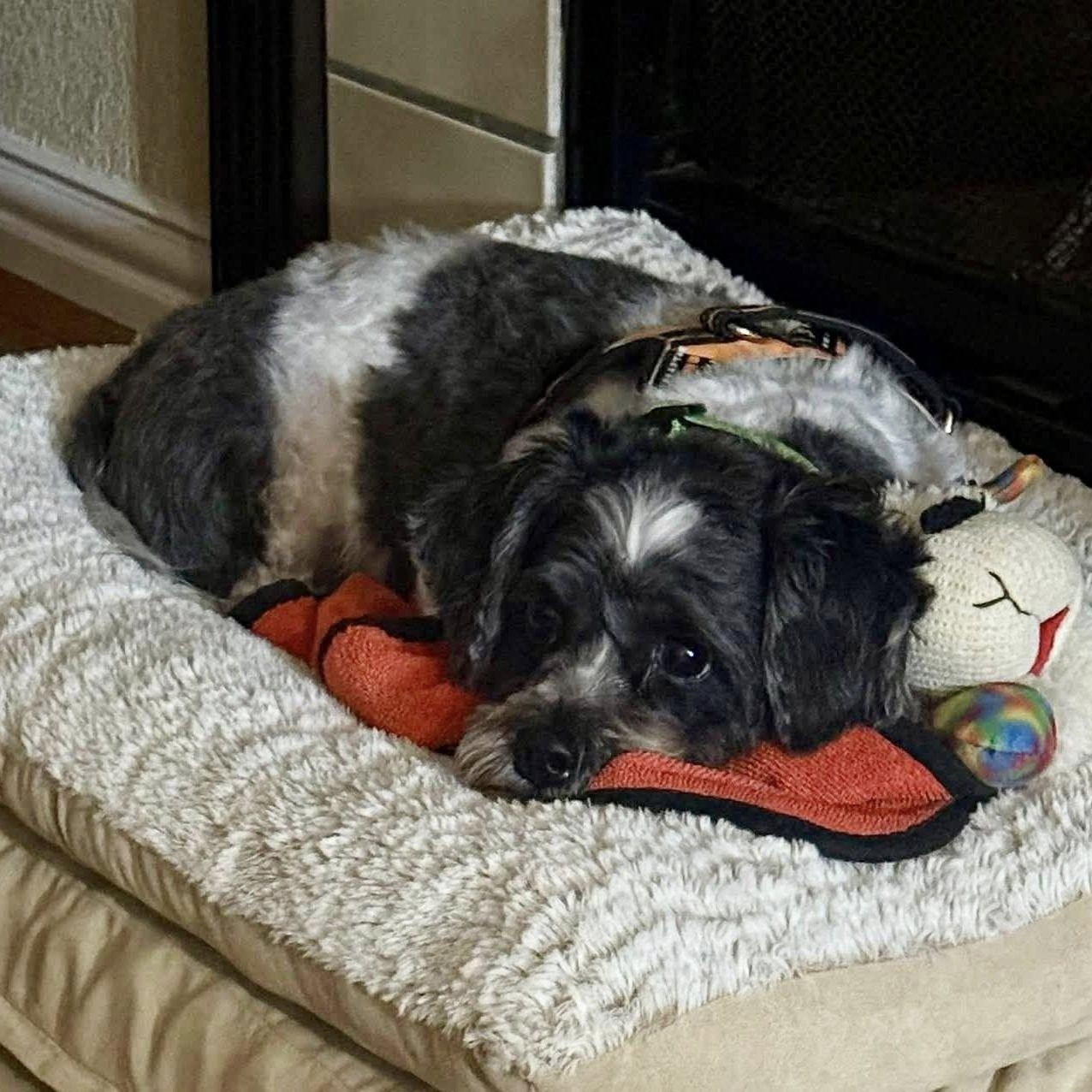 Enlarge Christmas Turner, a Adoptable Shih Tzu in Plano, TX image 2/2