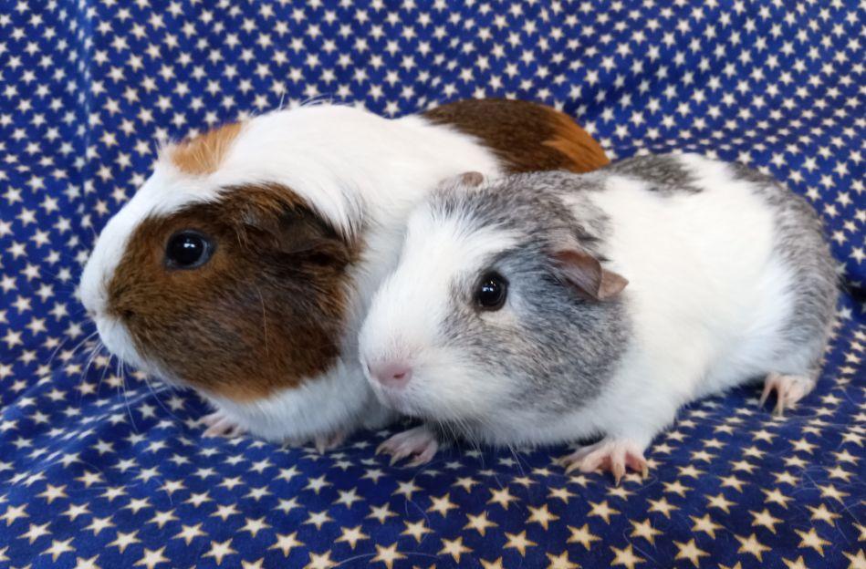 Enlarge Poppie/Pixie, an adopted Short-Haired in Goleta, CA image 1/1