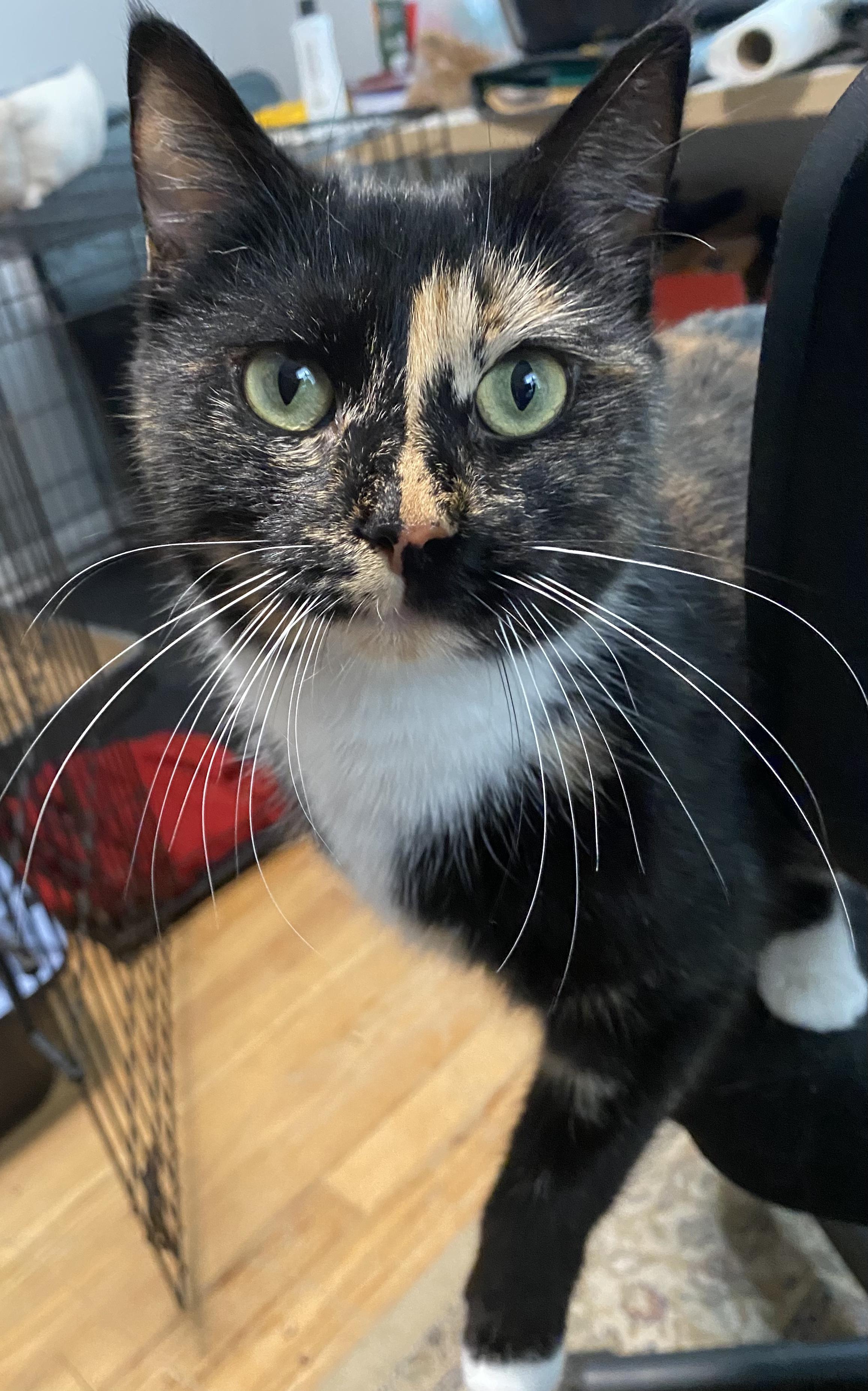 Enlarge Callie, an adopted Domestic Short Hair in New Britain, CT image 4/4