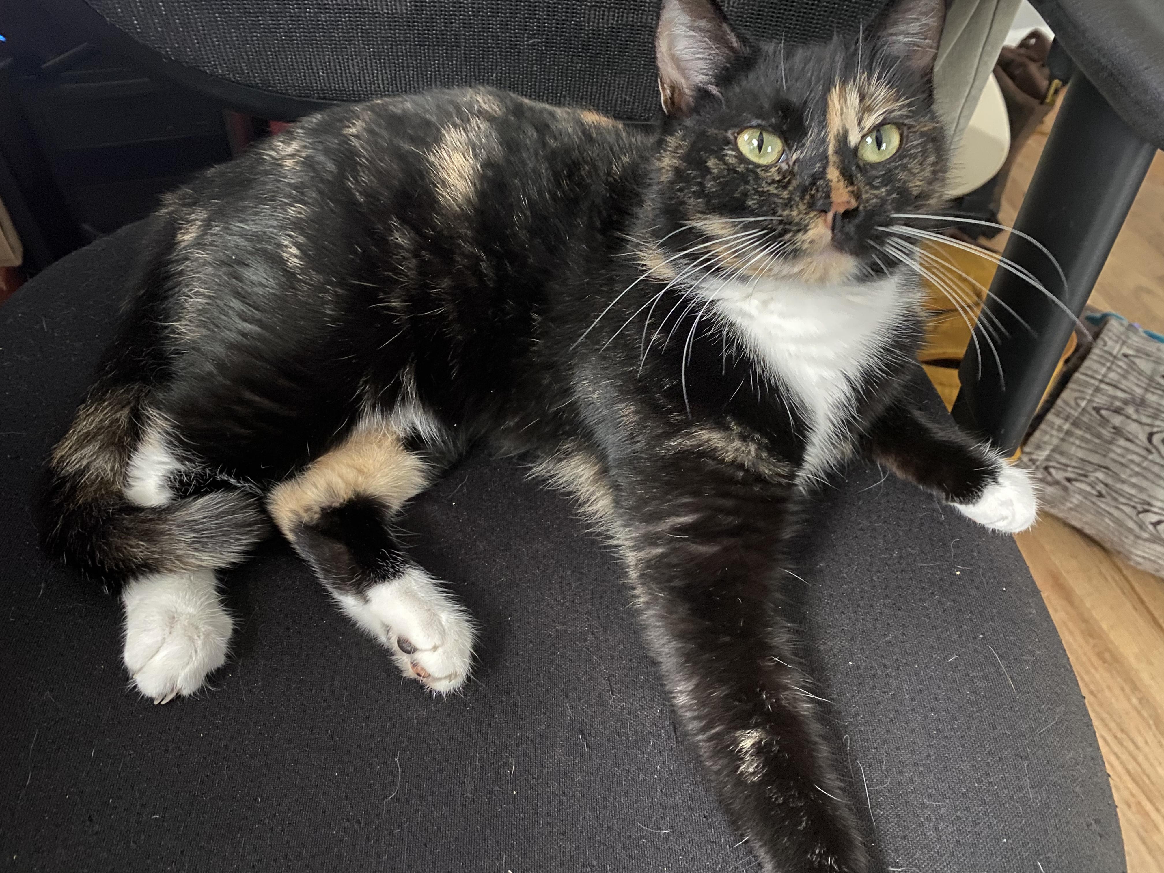 Enlarge Callie, an adopted Domestic Short Hair in New Britain, CT image 2/4