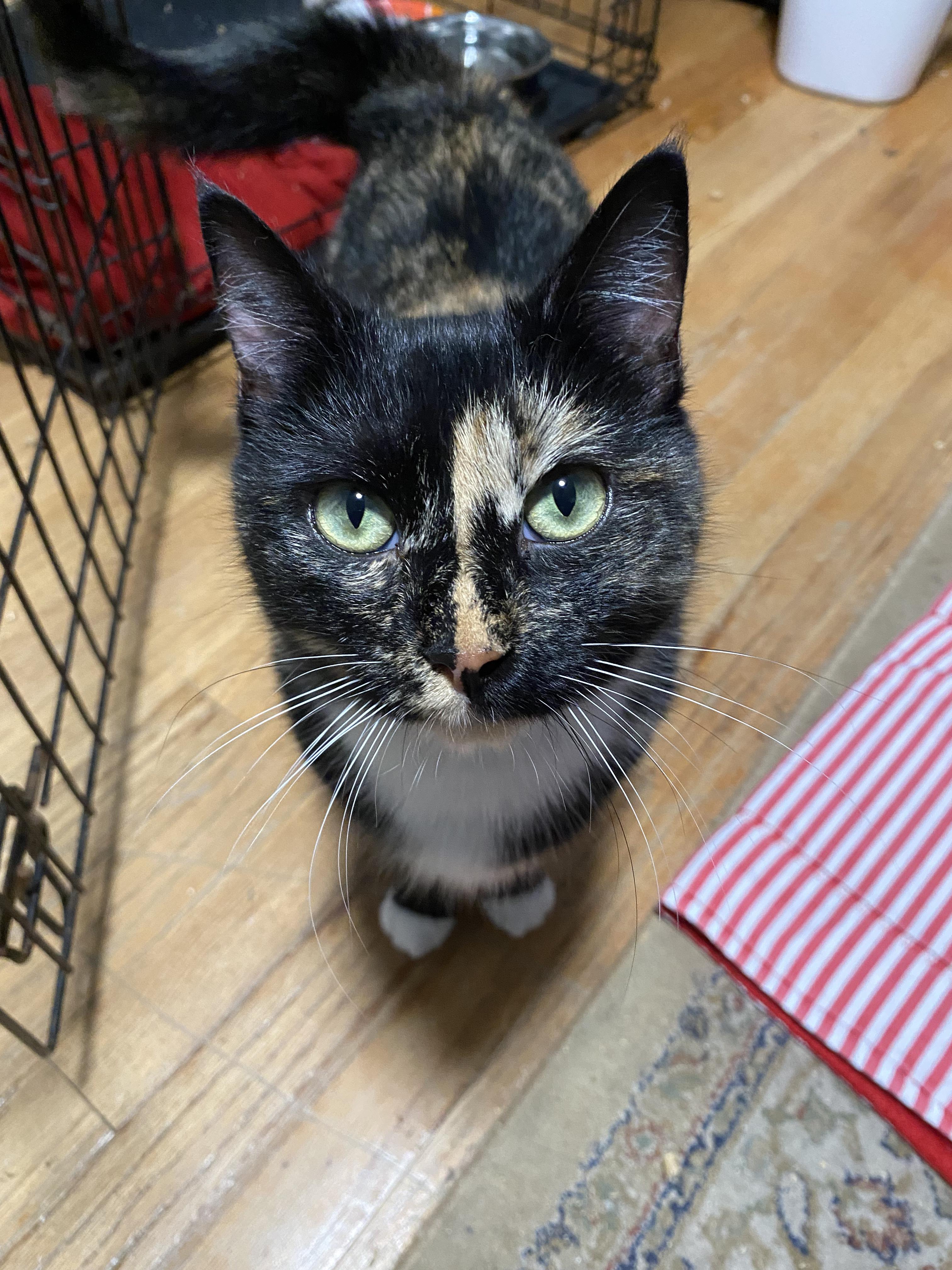 Enlarge Callie, an adopted Domestic Short Hair in New Britain, CT image 3/4