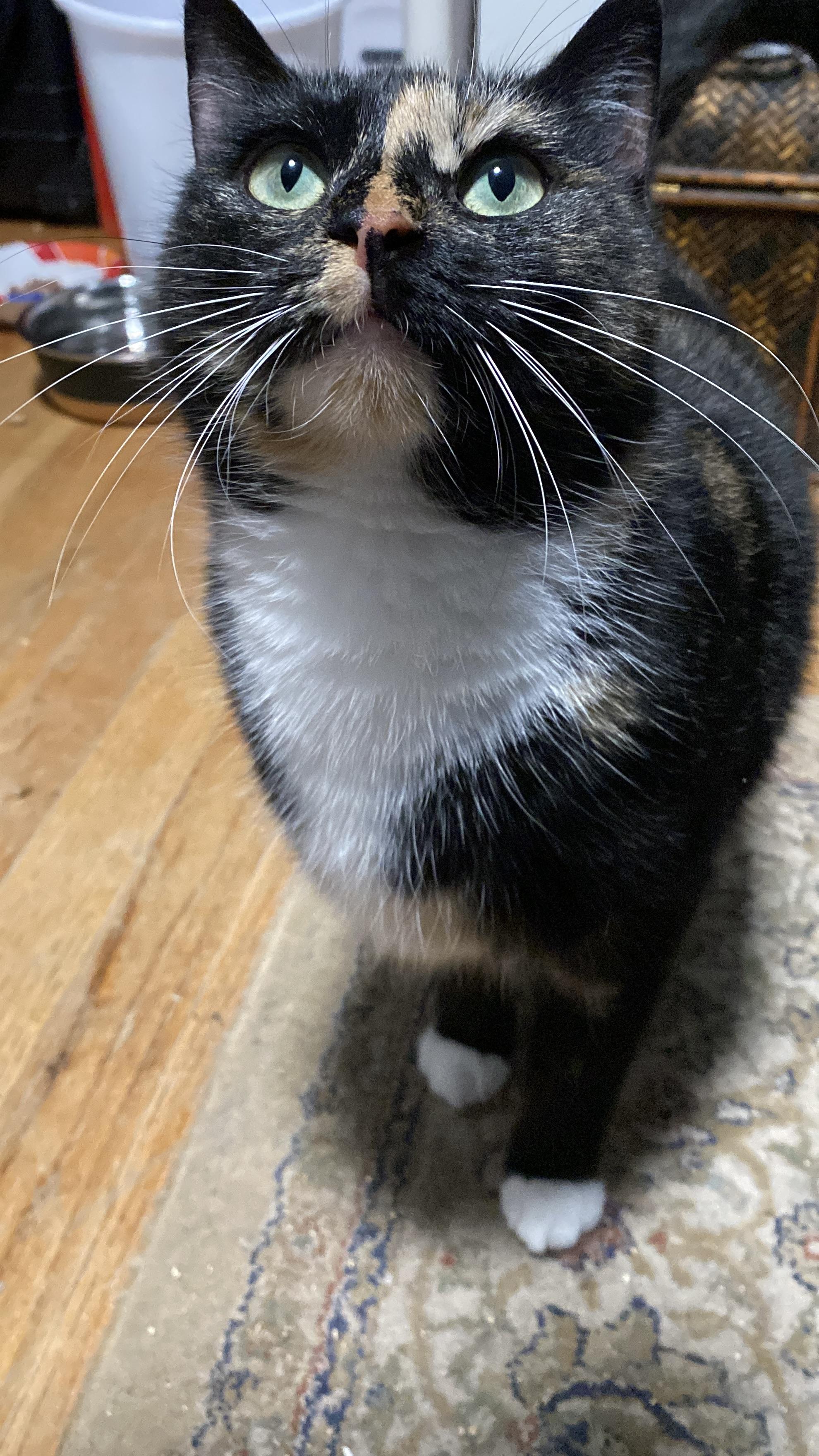 Enlarge Callie, an adopted Domestic Short Hair in New Britain, CT image 1/4