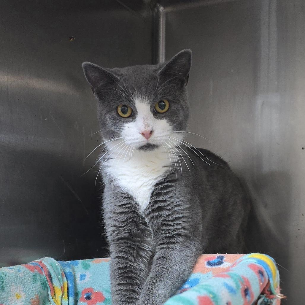 Kale 25-1670, Adoptable, Adult Female Domestic Short Hair.