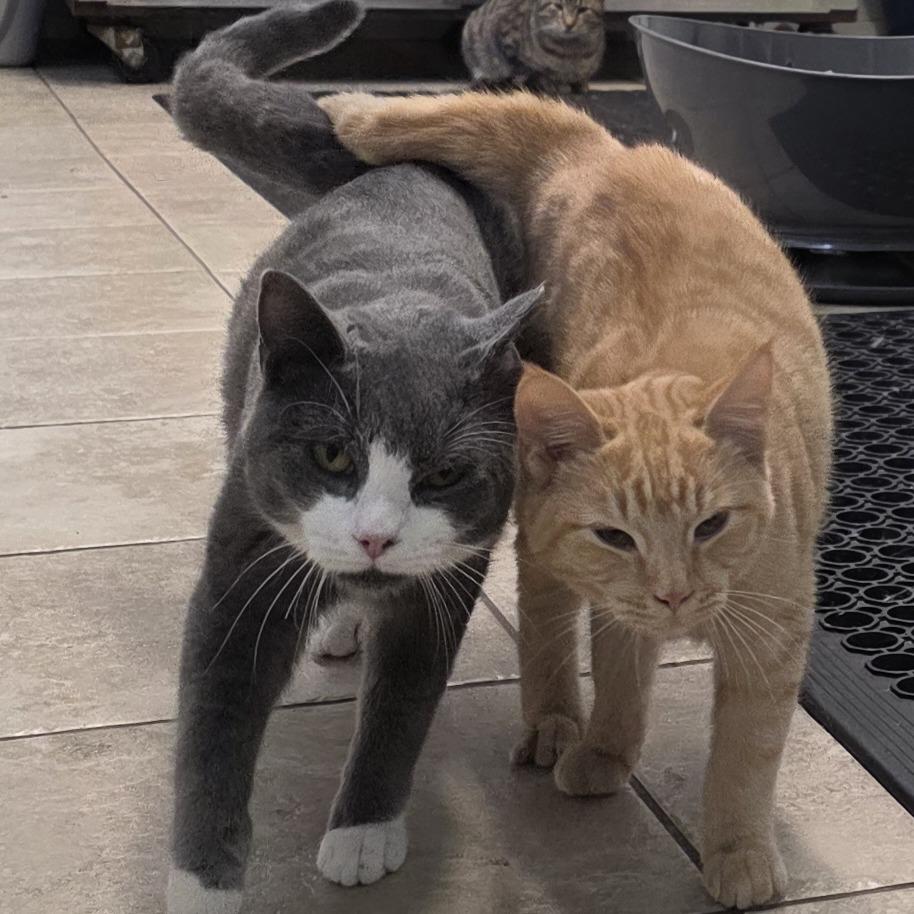 Enlarge Kale 25-1670, a Adoptable Domestic Short Hair in Yanceyville, NC image 2/2