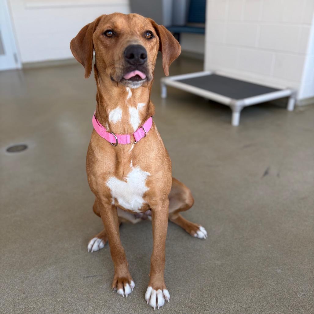 Enlarge Lettie, a Adoptable mixed breed in Morrisville, VT image 1/5