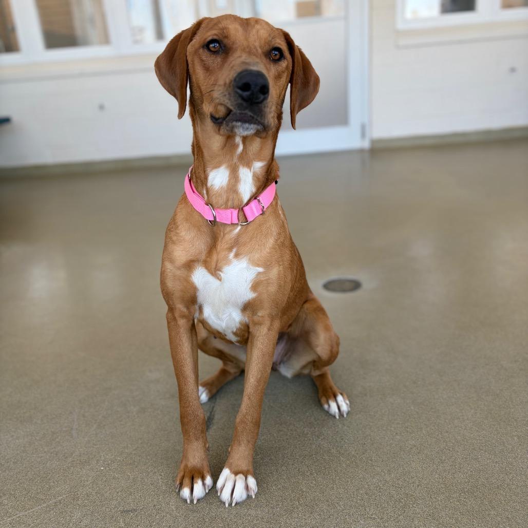 Enlarge Lettie, a Adoptable mixed breed in Morrisville, VT image 2/5