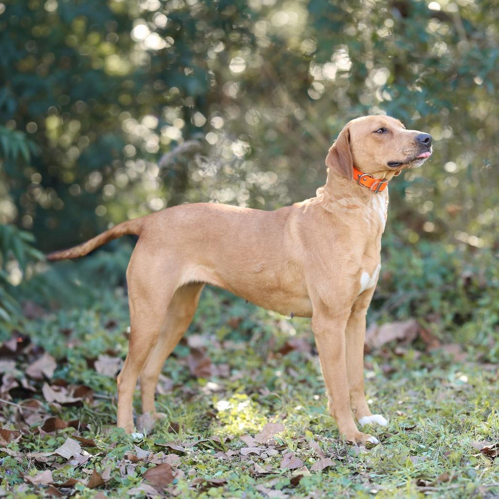 Enlarge Lettie, a Adoptable mixed breed in Morrisville, VT image 3/5