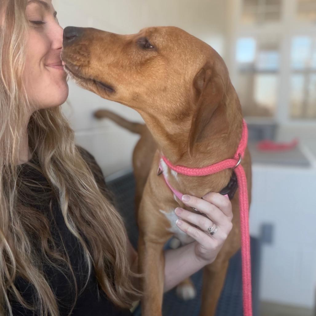 Enlarge Lettie, a Adoptable mixed breed in Morrisville, VT image 4/5