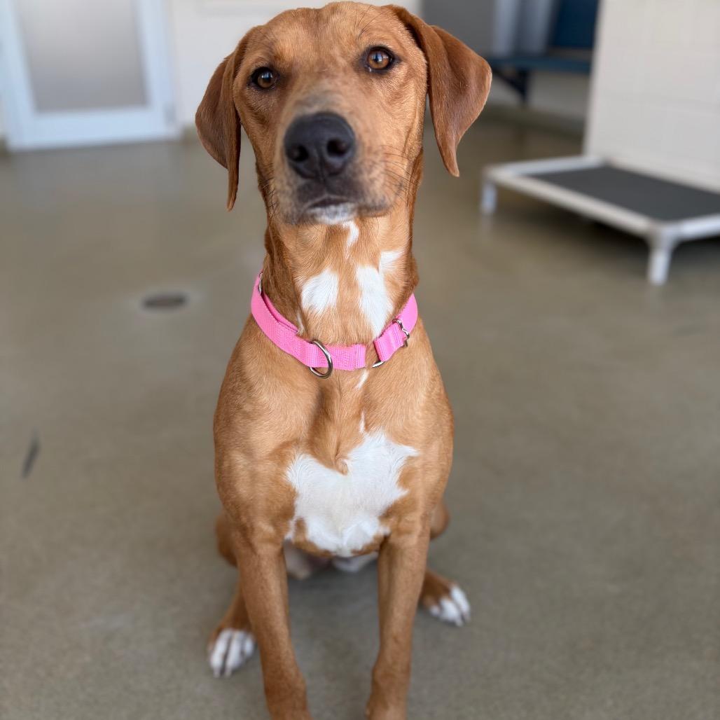 Enlarge Lettie, a Adoptable mixed breed in Morrisville, VT image 5/5