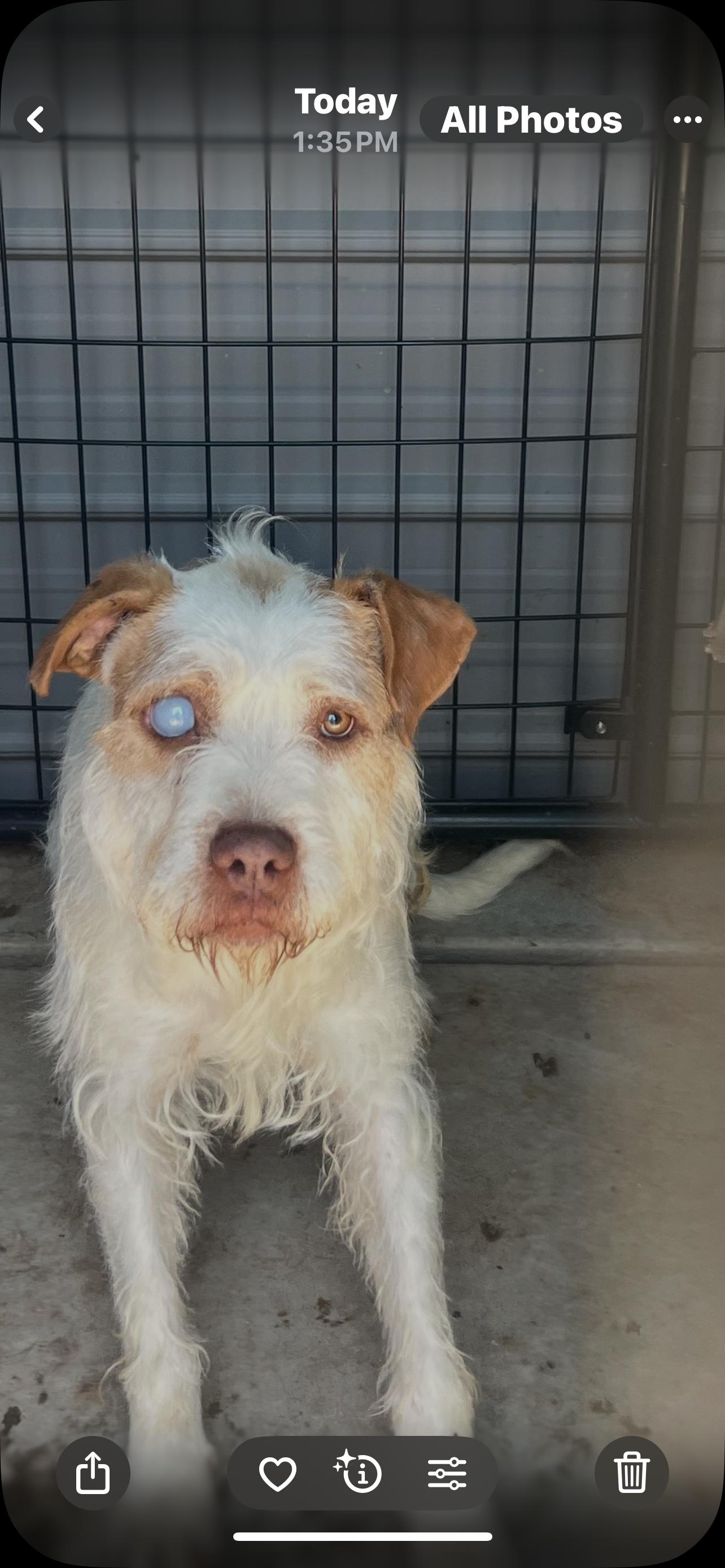Macy, an adoptable Terrier in Canyon, TX, 79015 | Photo Image 4
