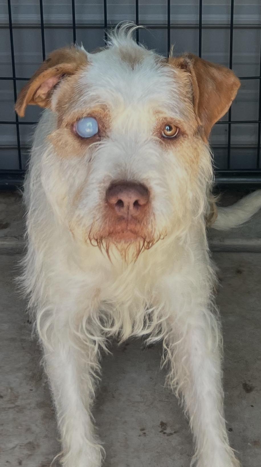 Macy, an adoptable Terrier in Canyon, TX, 79015 | Photo Image 1