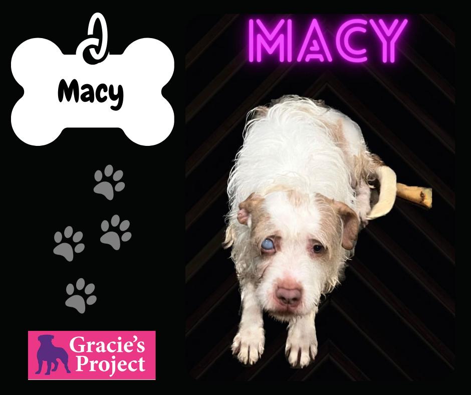 Macy, an adoptable Terrier in Canyon, TX, 79015 | Photo Image 3