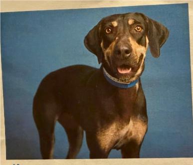 Bailey, Adoptable, Senior Female Coonhound & Mixed Breed.