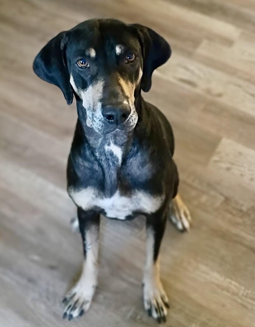 Enlarge Bailey, a Adoptable mixed breed in Anthem, AZ image 1/6