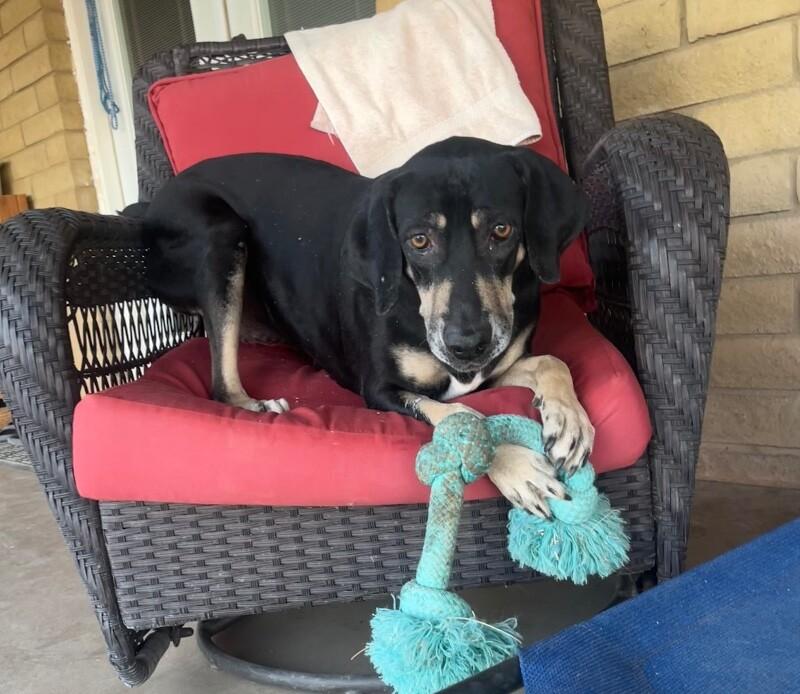 Enlarge Bailey, a Adoptable mixed breed in Anthem, AZ image 3/6