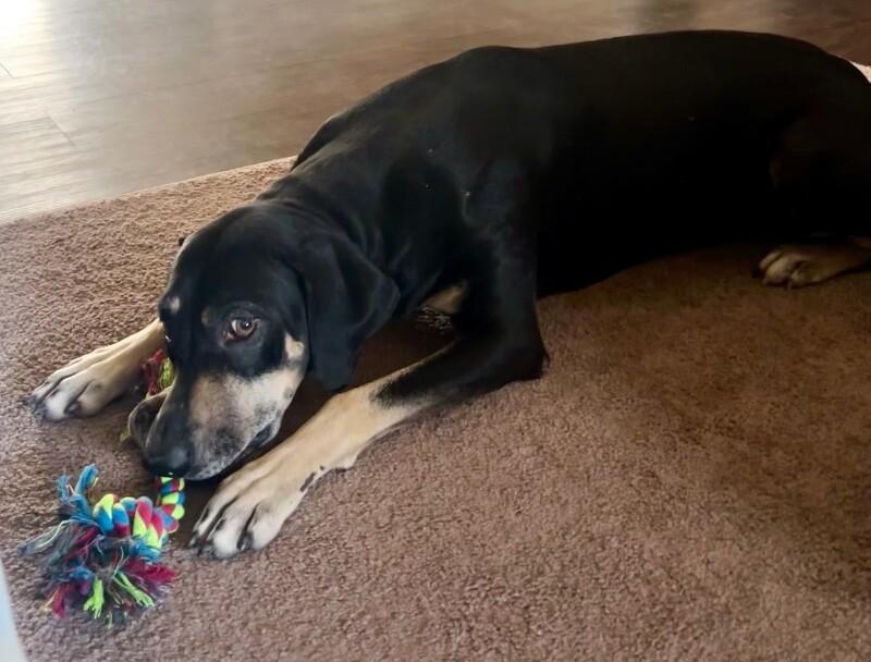 Enlarge Bailey, a Adoptable mixed breed in Anthem, AZ image 3/6