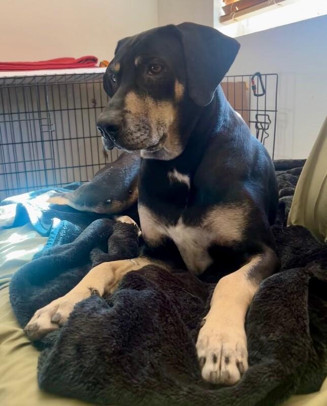 Enlarge Bailey, a Adoptable mixed breed in Anthem, AZ image 4/6
