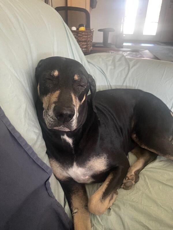 Enlarge Bailey, a Adoptable mixed breed in Anthem, AZ image 5/6