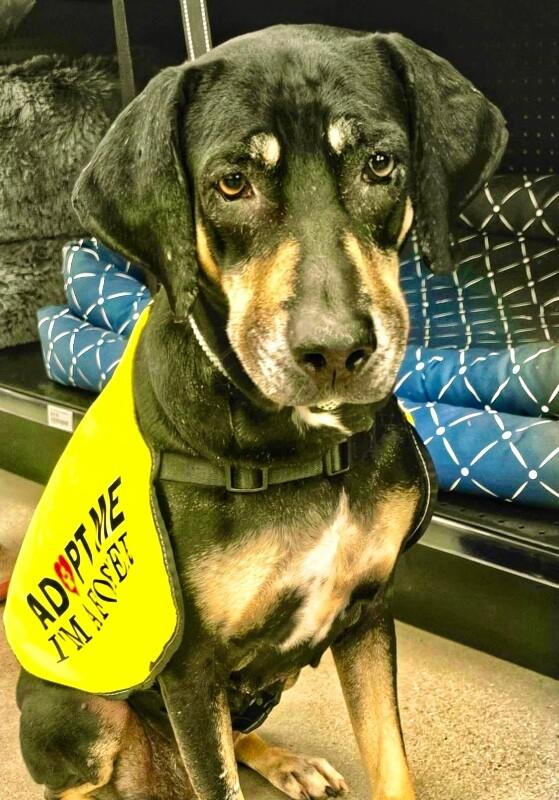 Enlarge Bailey, a Adoptable mixed breed in Anthem, AZ image 5/6