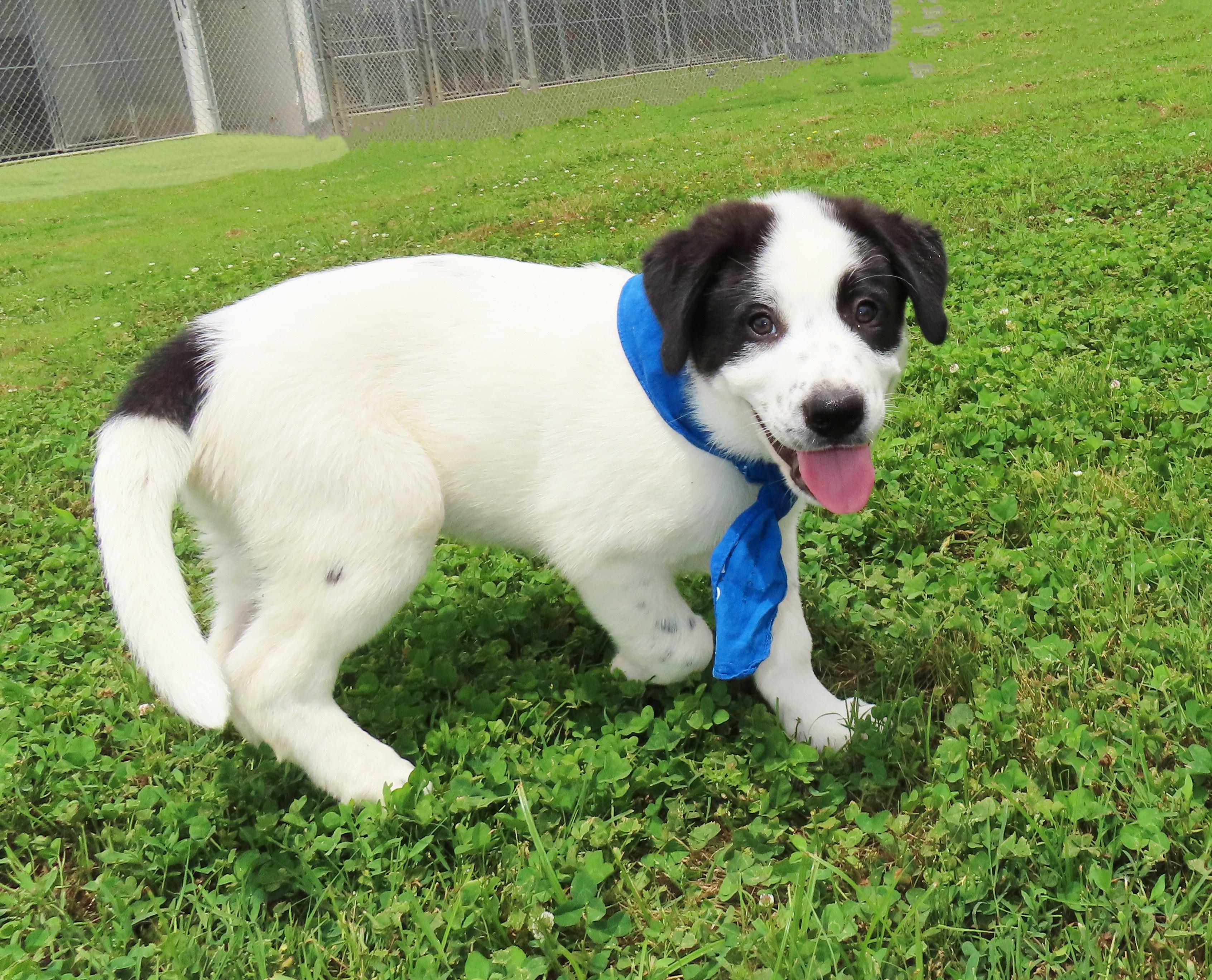 Enlarge Hank 26C-120B, an adopted mixed breed in Rogers, AR image 2/5