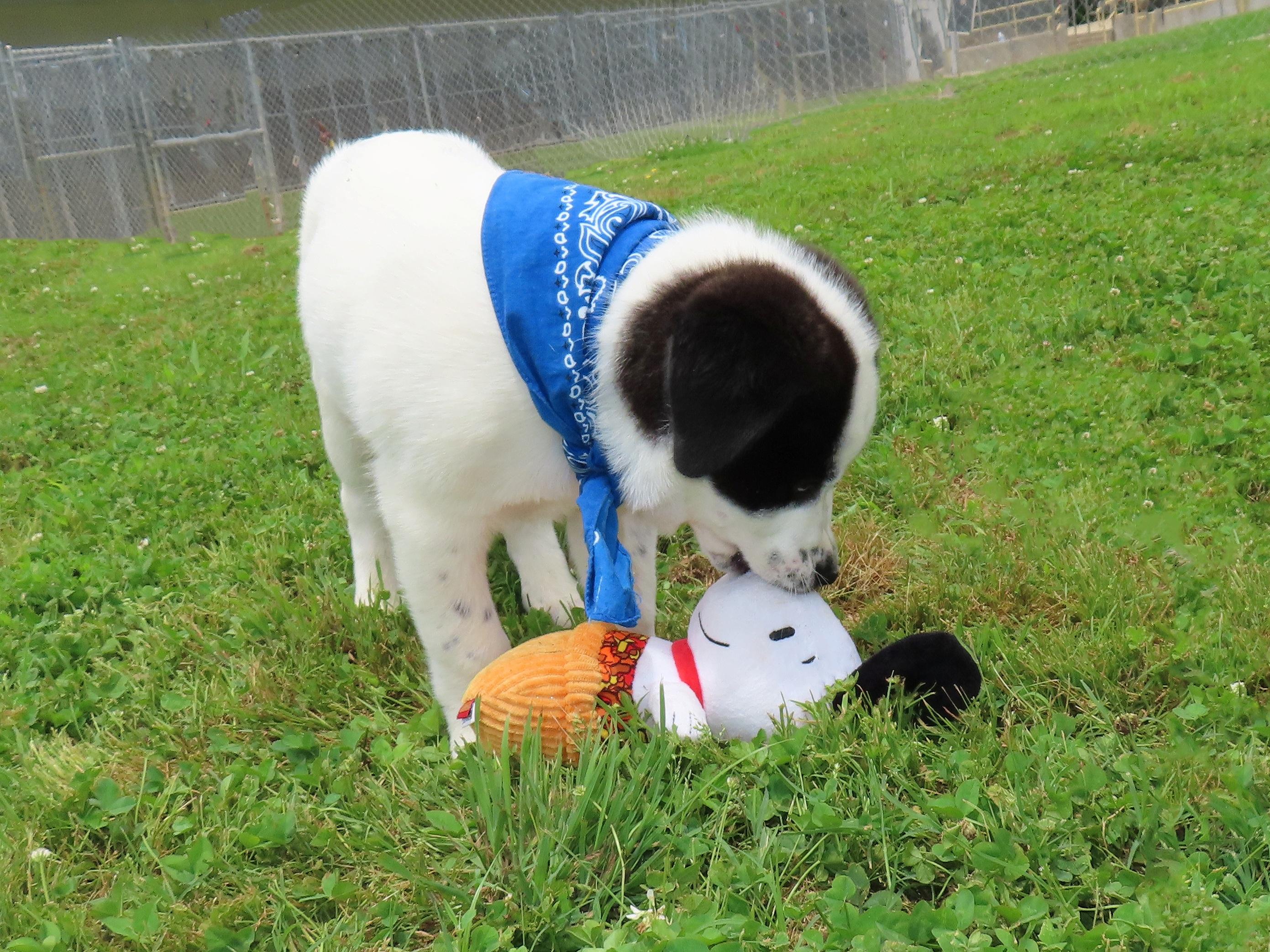 Enlarge Hank 26C-120B, an adopted mixed breed in Rogers, AR image 4/5
