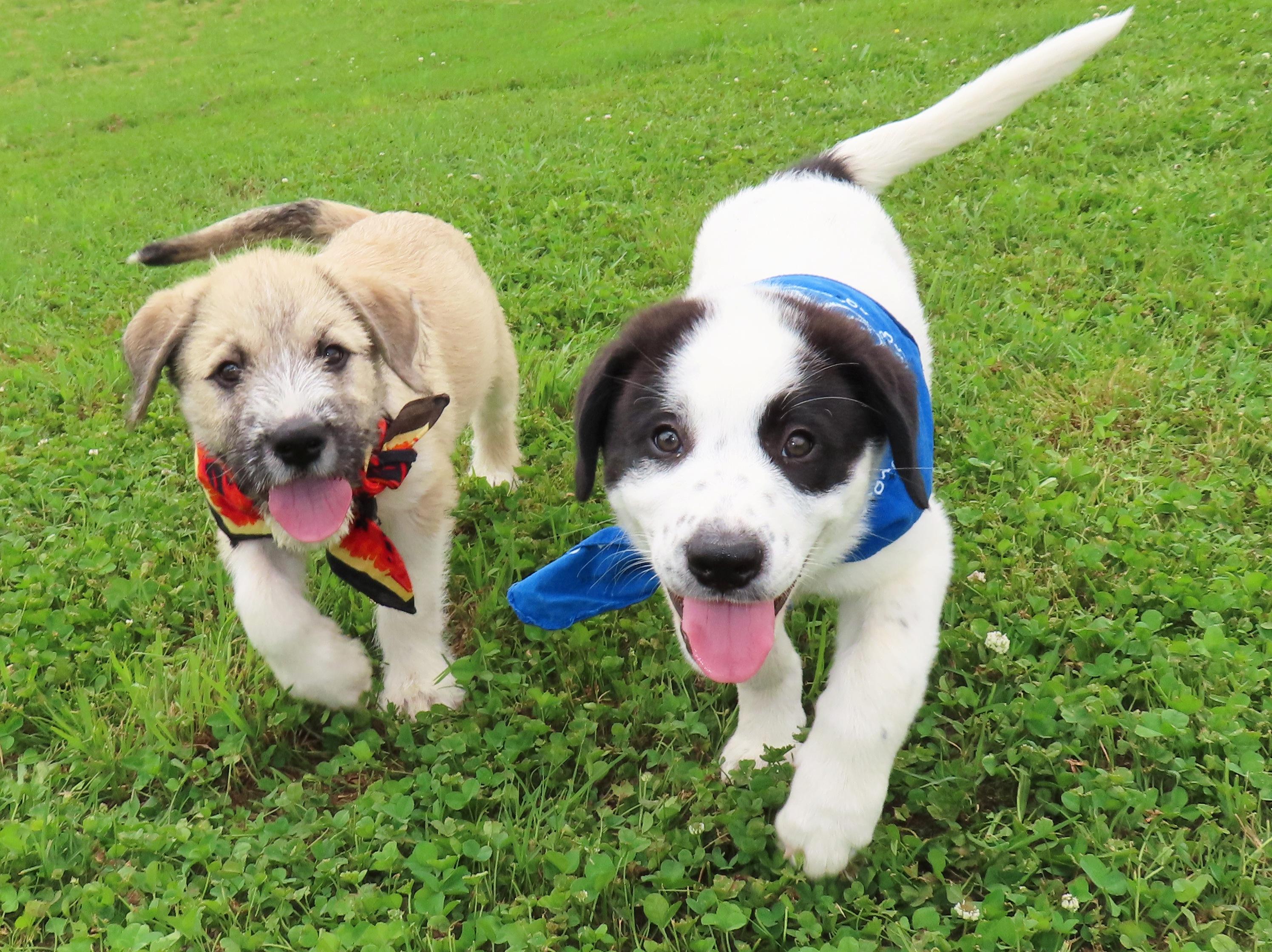 Enlarge Hank 26C-120B, an adopted mixed breed in Rogers, AR image 5/5