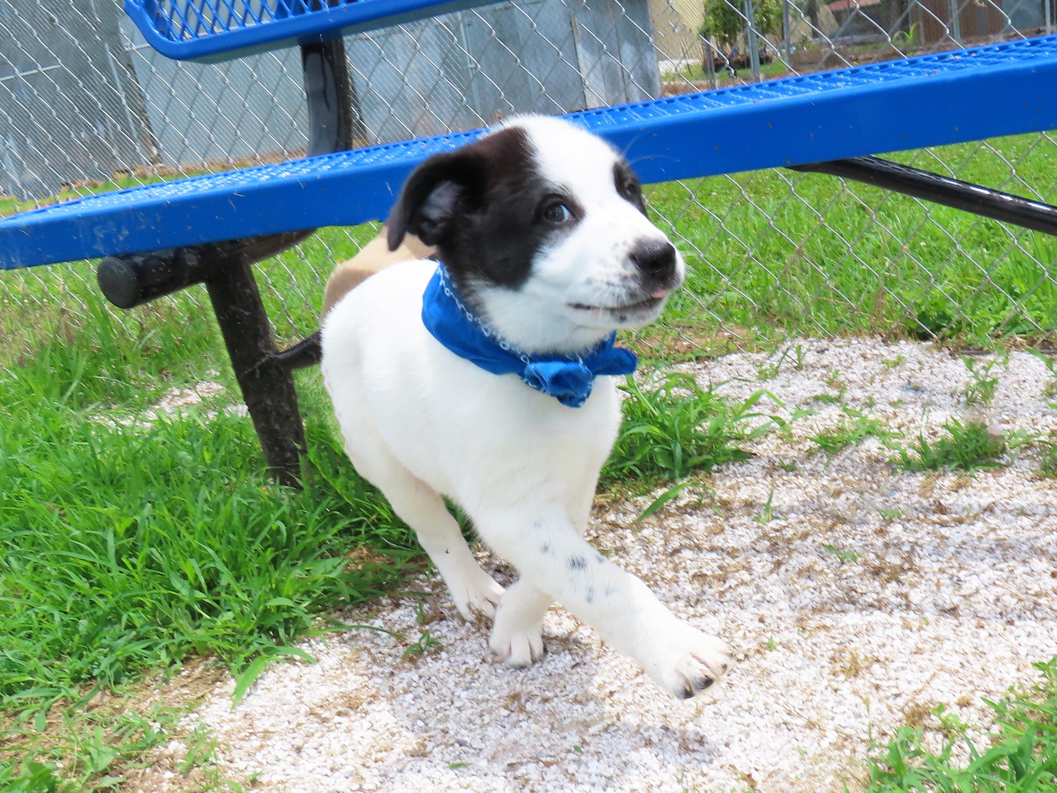 Enlarge Hank 26C-120B, an adopted mixed breed in Rogers, AR image 3/5