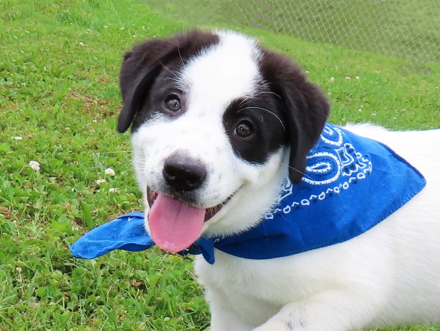 Enlarge Hank 26C-120B, an adopted mixed breed in Rogers, AR image 1/5