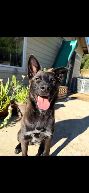 Alexie, Adoptable, Puppy Female Belgian Shepherd / Malinois & Cattle Dog.