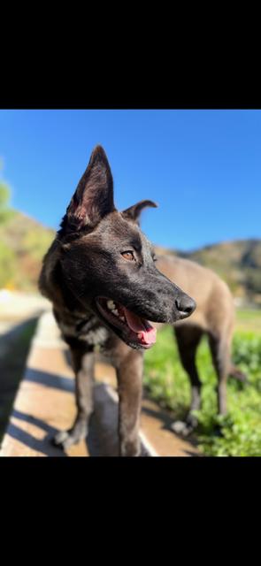 Enlarge Alexie, a Adoptable mixed breed in Wildomar, CA image 2/5
