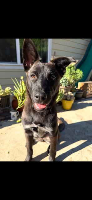 Enlarge Alexie, a Adoptable mixed breed in Wildomar, CA image 3/5