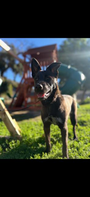 Enlarge Alexie, a Adoptable mixed breed in Wildomar, CA image 4/5