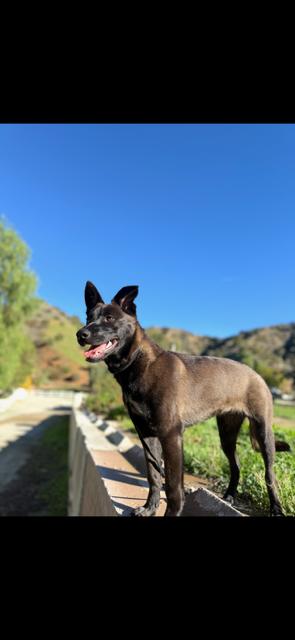 Enlarge Alexie, a Adoptable mixed breed in Wildomar, CA image 5/5