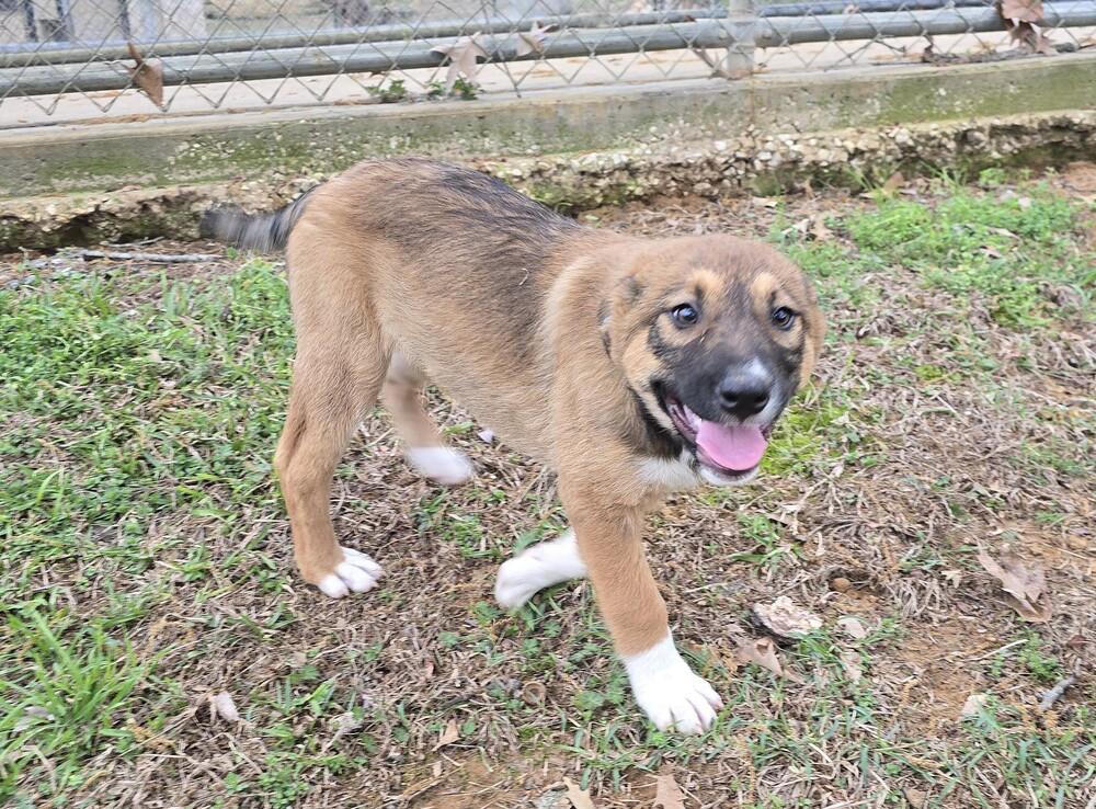 Enlarge Plum, a Adoptable mixed breed in Henniker, NH image 2/2