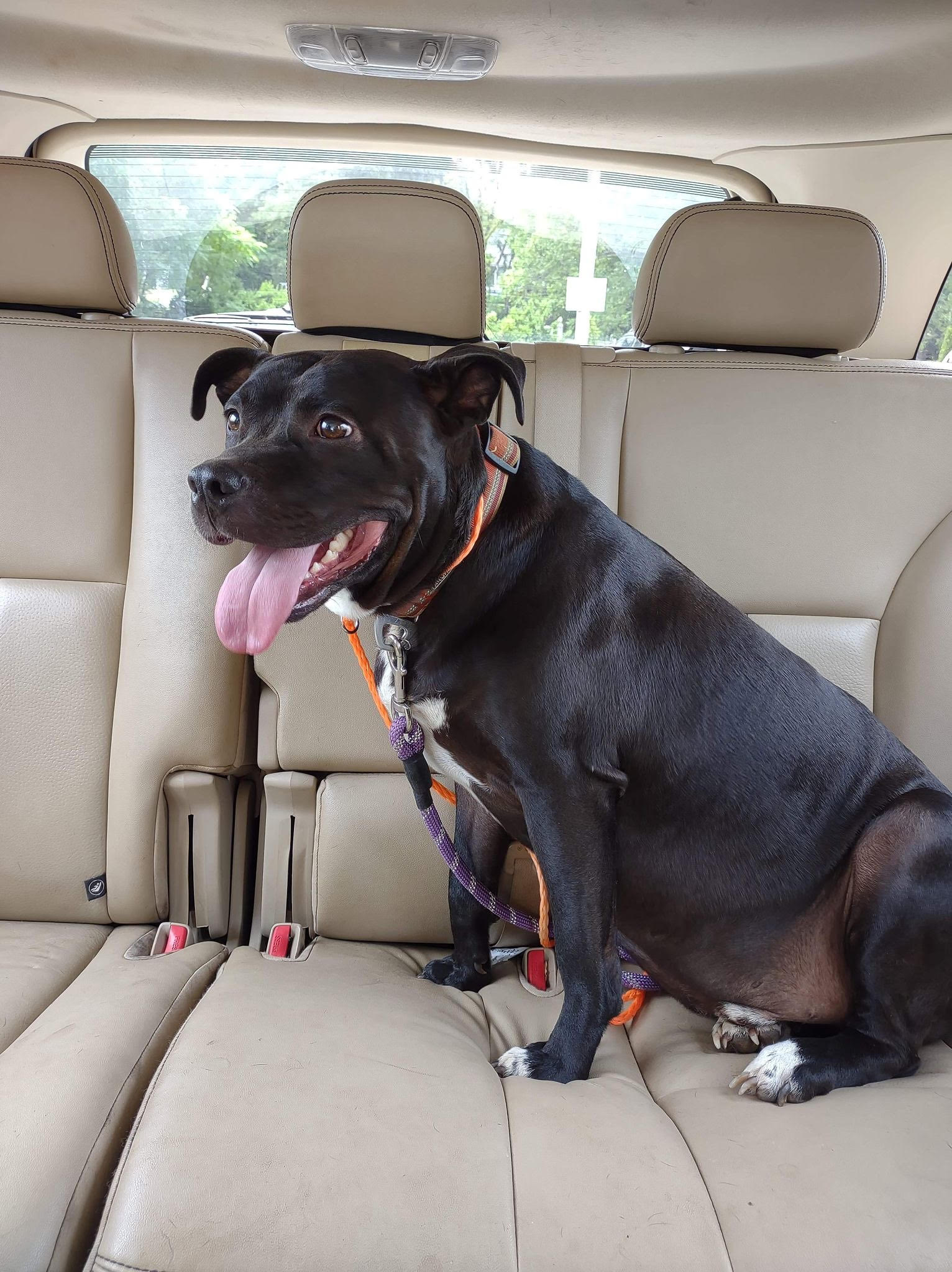 Tucker, Adoptable, Adult Male Pit Bull Terrier.