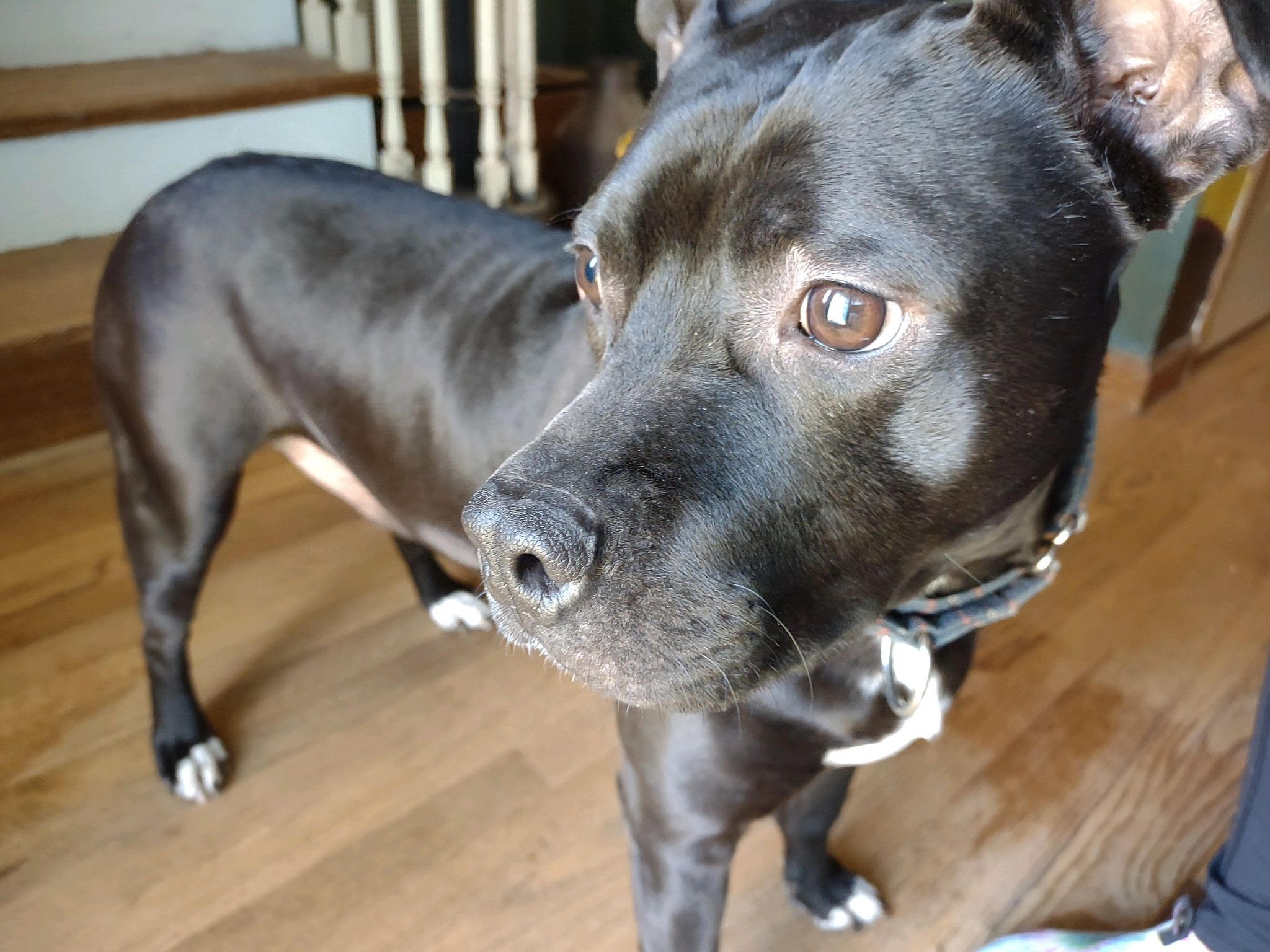 Enlarge Tucker, a Adoptable mixed breed in Pittsboro, NC image 2/6