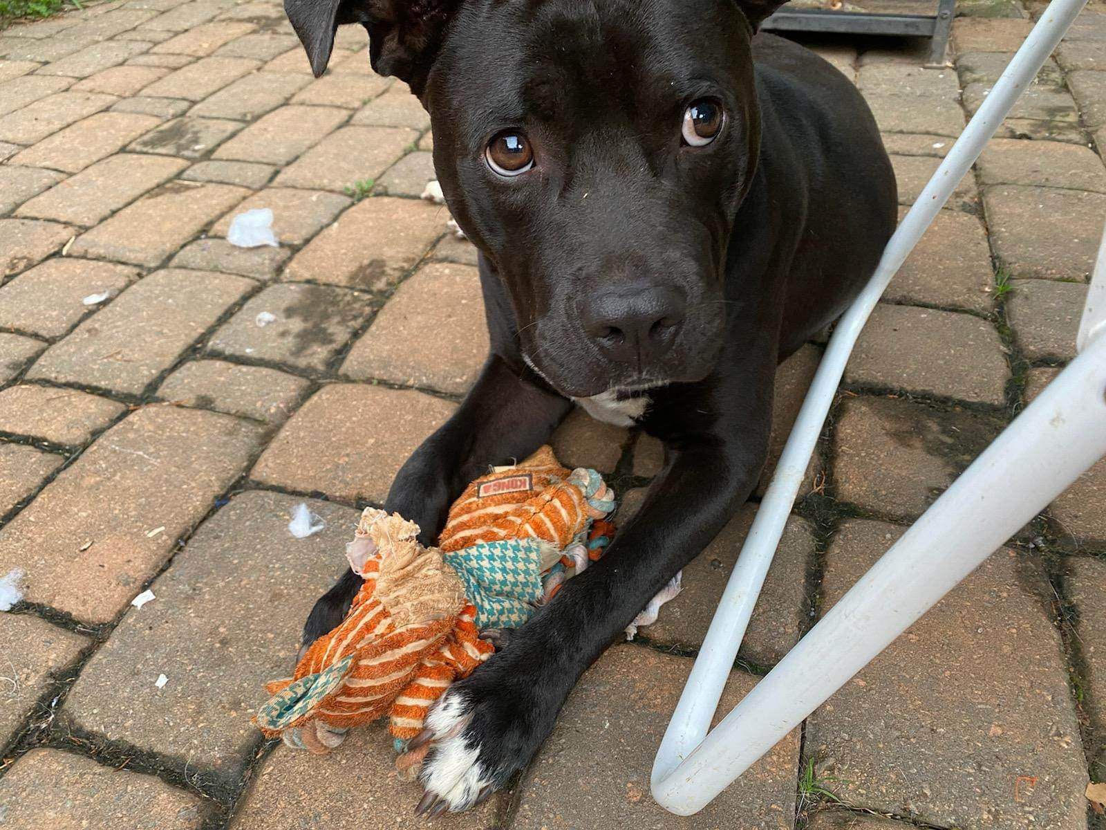 Enlarge Tucker, a Adoptable mixed breed in Pittsboro, NC image 3/6