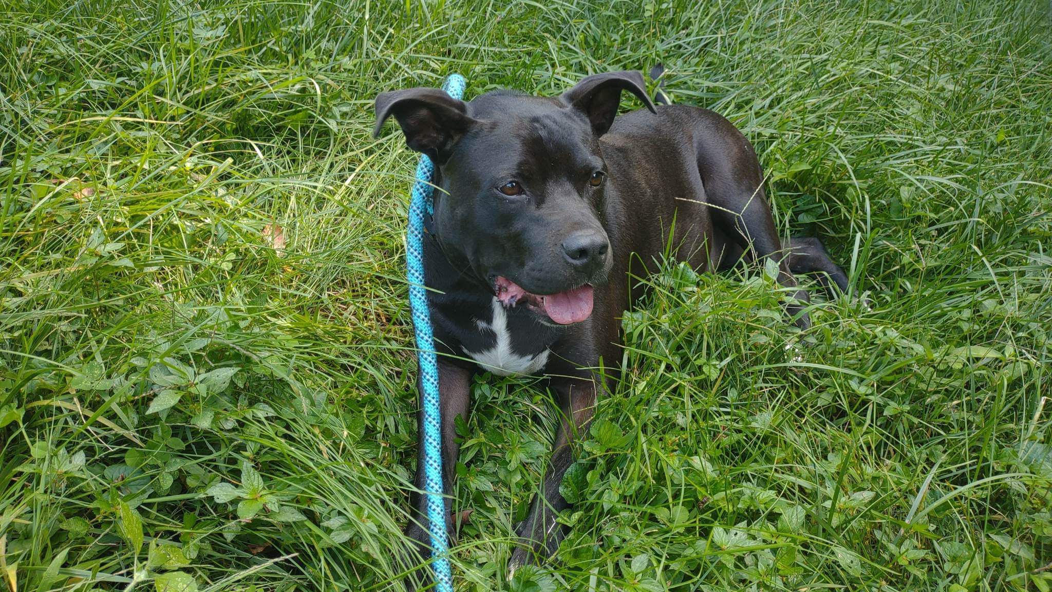 Enlarge Tucker, a Adoptable mixed breed in Pittsboro, NC image 4/6