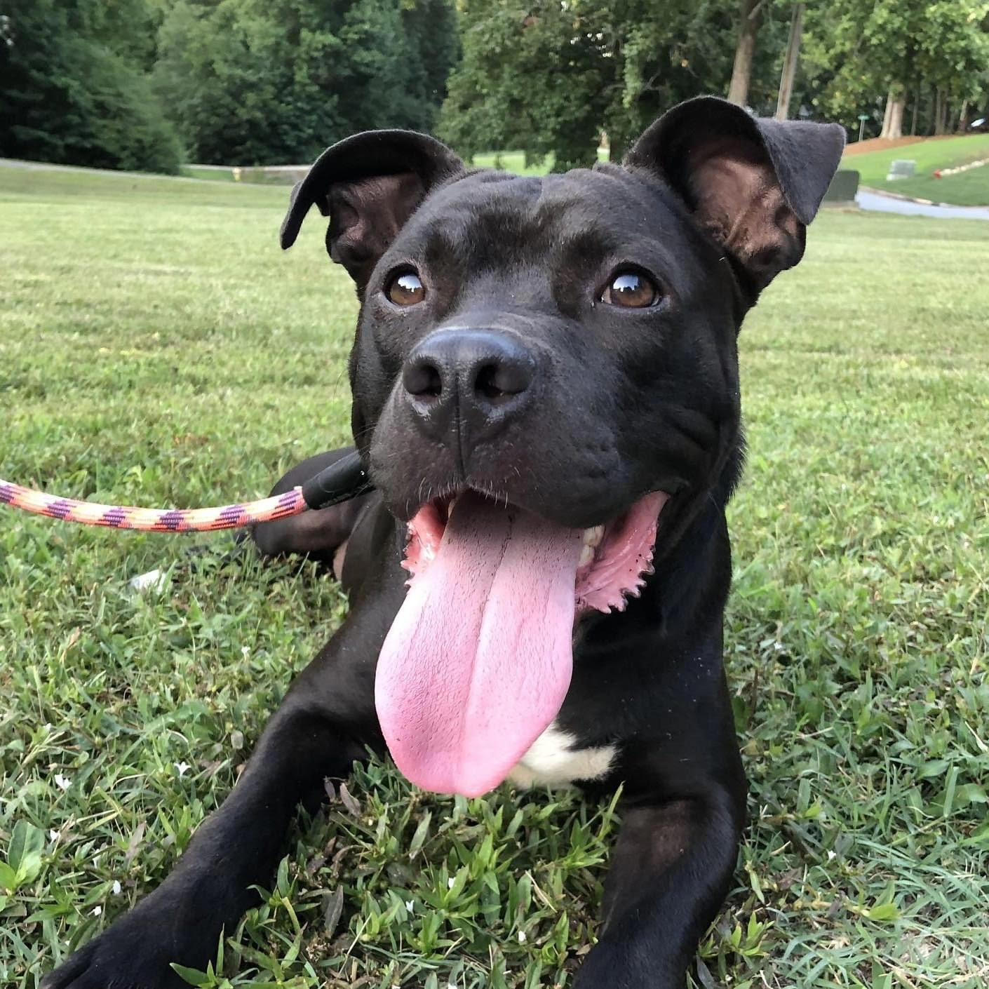 Enlarge Tucker, a Adoptable mixed breed in Pittsboro, NC image 5/6