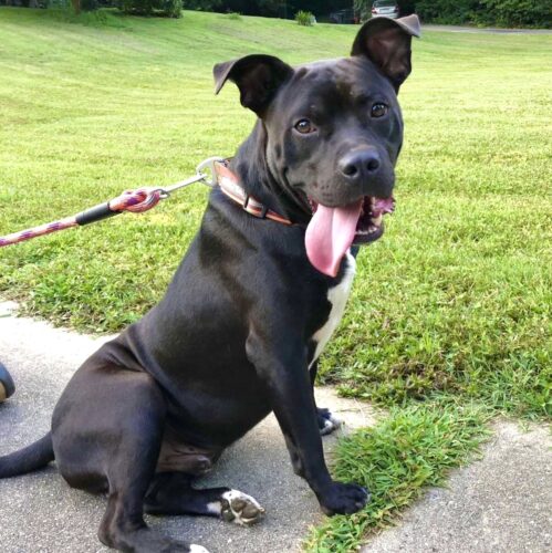 Tucker, Adoptable, Adult Male Pit Bull Terrier.