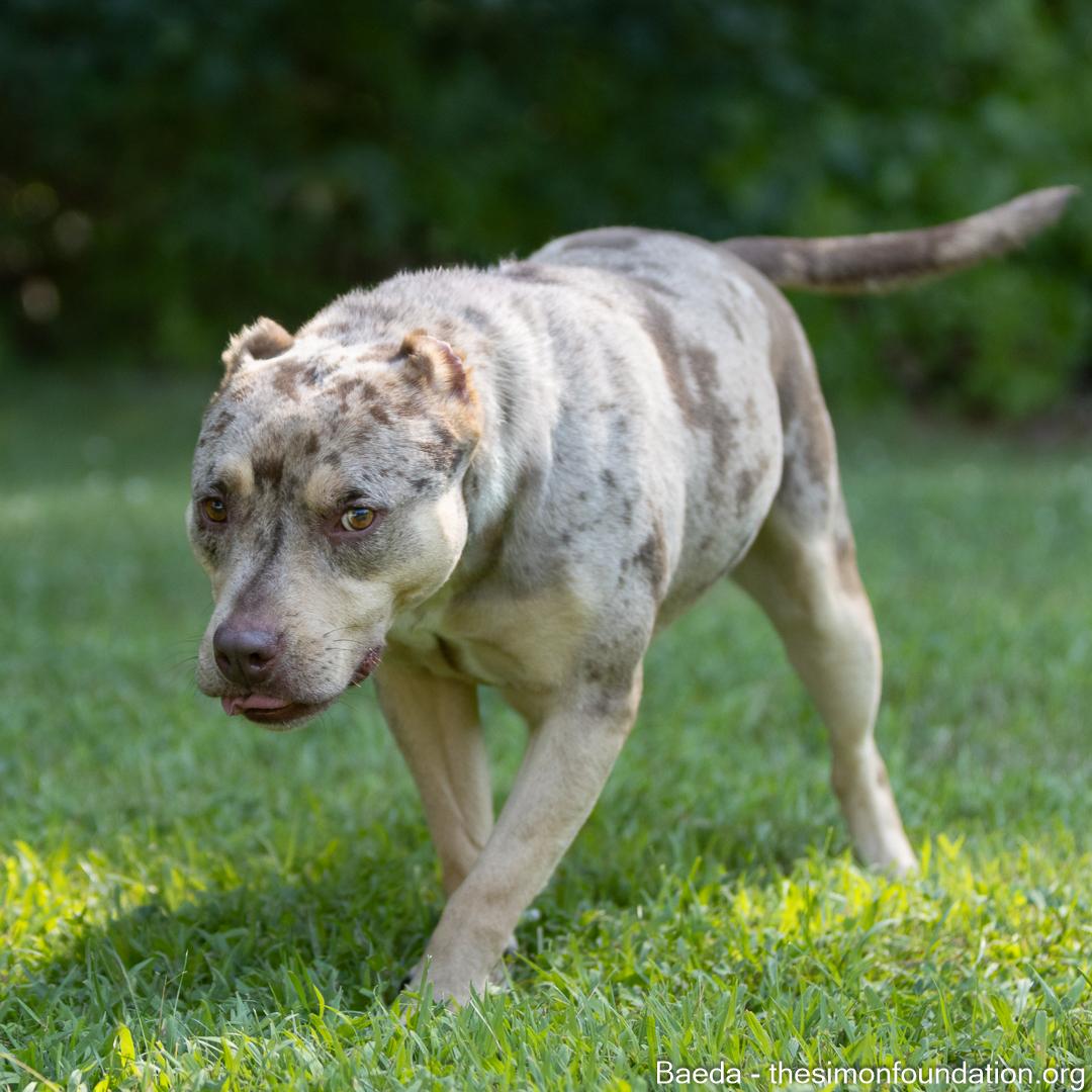 Enlarge Vaeda, a Adoptable mixed breed in Bloomfield, CT image 6/6