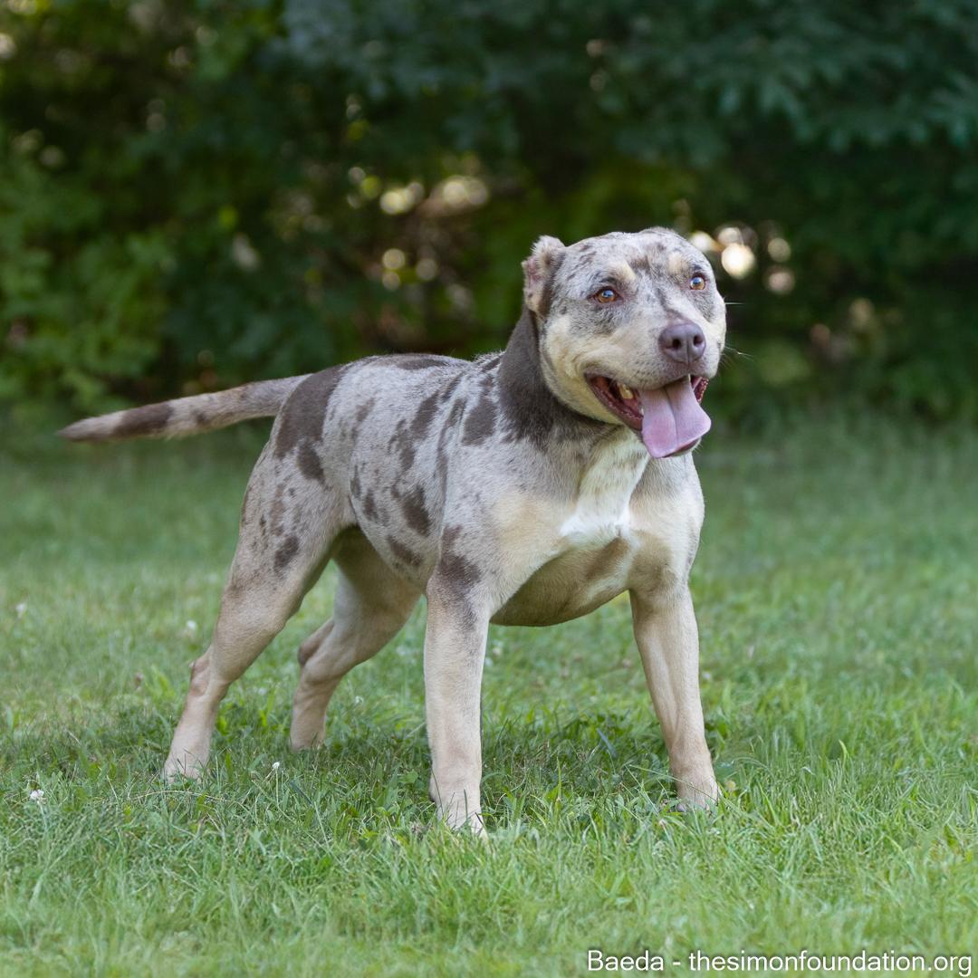 Enlarge Vaeda, a Adoptable mixed breed in Bloomfield, CT image 3/6
