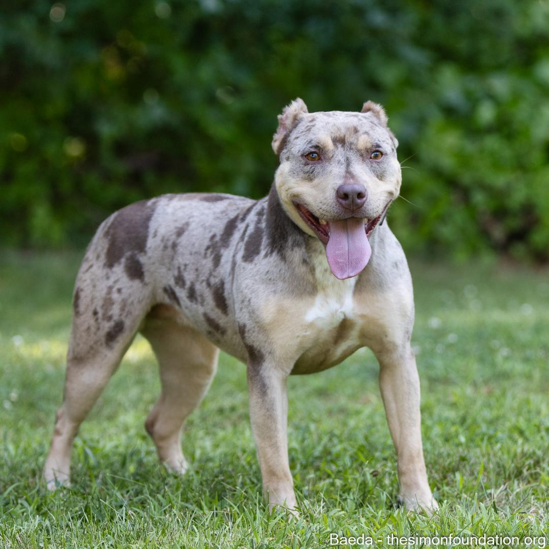 Enlarge Vaeda, a Adoptable mixed breed in Bloomfield, CT image 2/6