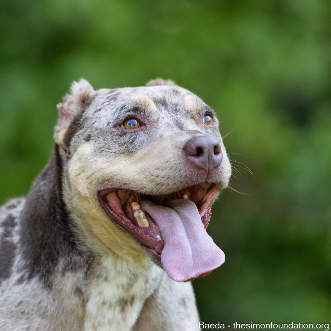 Enlarge Vaeda, a Adoptable mixed breed in Bloomfield, CT image 4/6