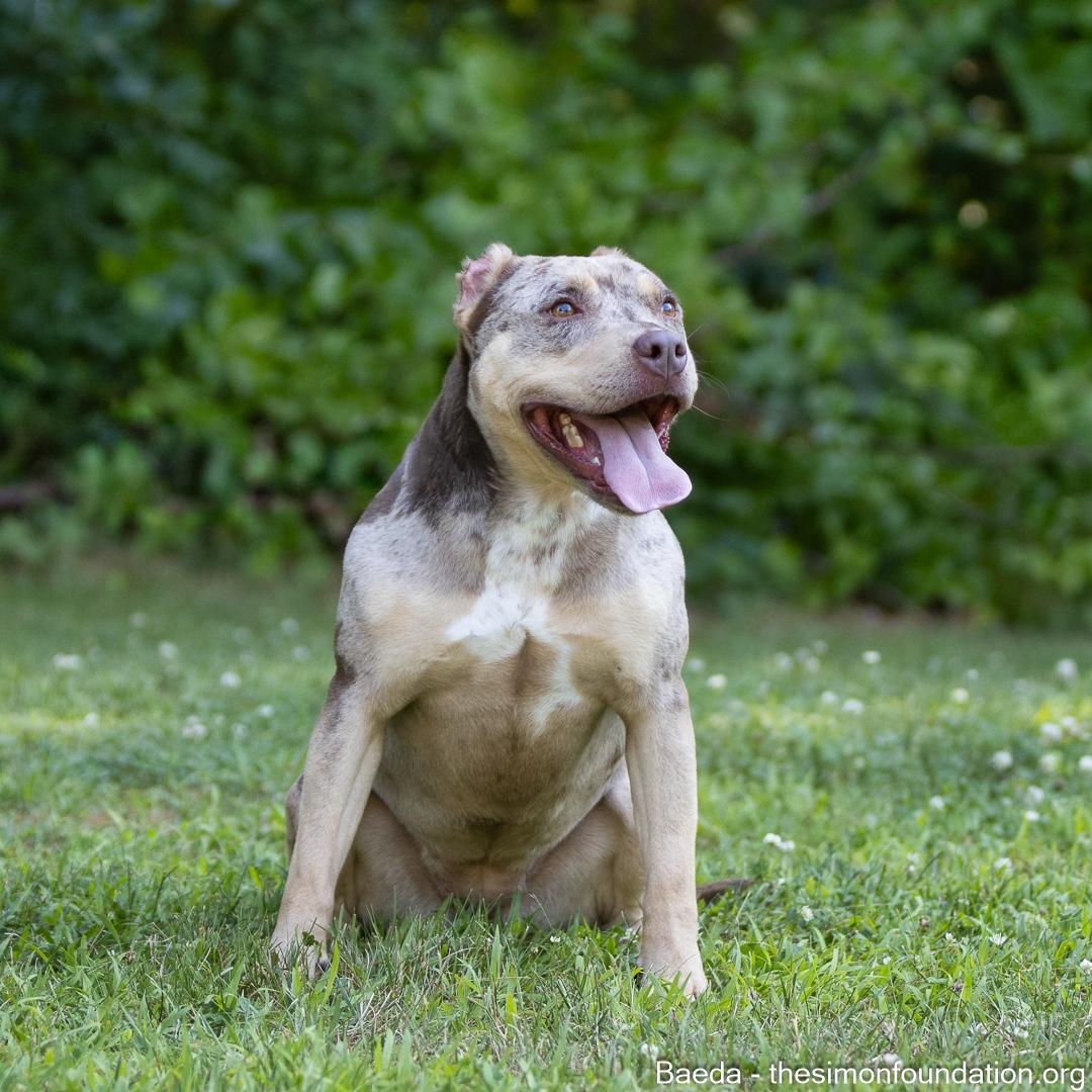 Vaeda, Adoptable, Adult Female Pit Bull Terrier.